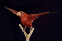 藏品(紅色吸蜜鸚鵡)的圖片